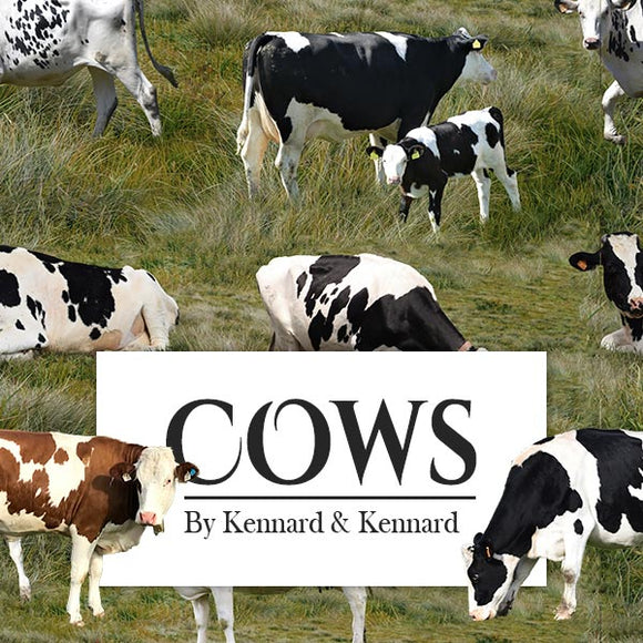 Kennard & Kennard - Cows