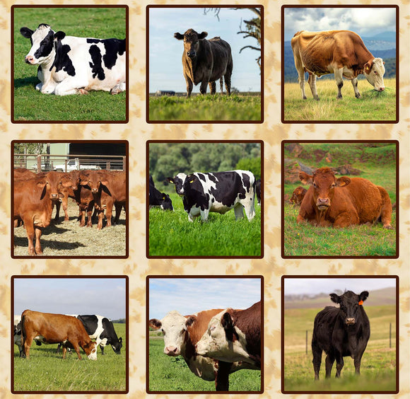 4101C - Block Collage