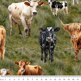 4101E - Mixed Cows Grass