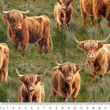 4101F - Highland Cows