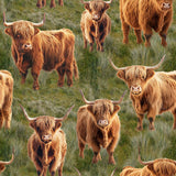 4101F - Highland Cows